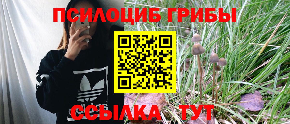 Галлюциногенные грибы Psilocybine cubensis Котовск